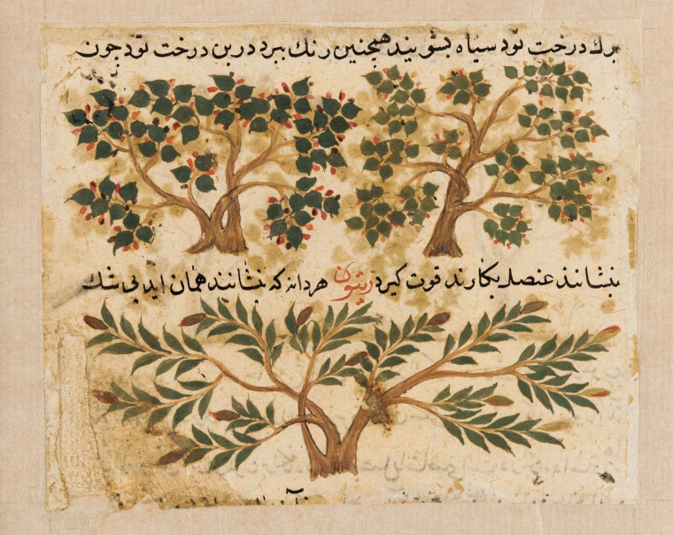 Image: Fragment of a page (mounted with F1937.39) showing the end of the mulberry section and beginning of the olive section in an illustrated copy of the Persian Nuzhatnāmih-yi ‘alāyī (The Book of Counsel of ‘Alā) of Shahmardān Ibn Abī al-Kheir Rāzī.