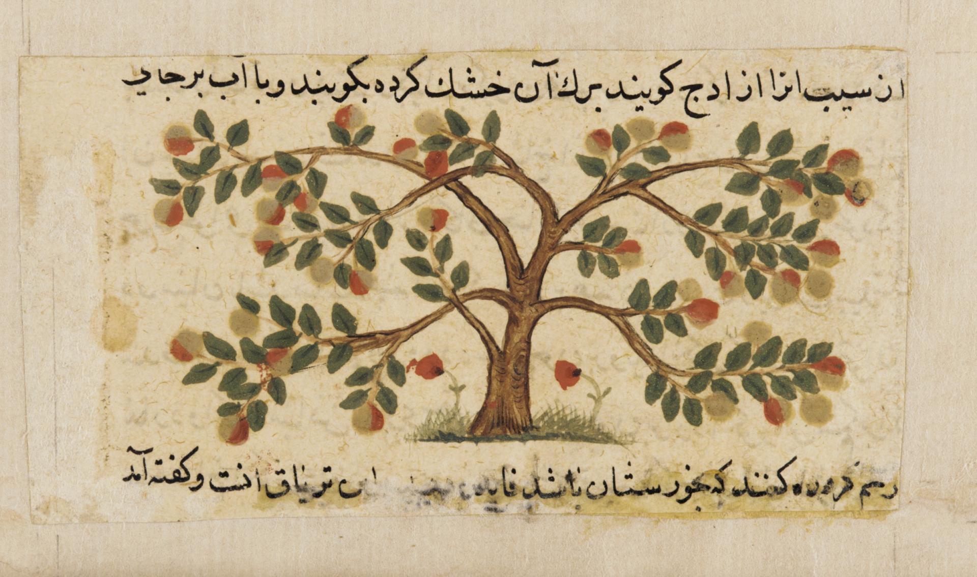 Image: Fragment of a page (mounted with F1937.38) showing an illustration of an apple tree with two poppy plants with an instruction for a preparation from an illustrated copy of the Persian Nuzhatnāmih-yi ‘alāyī (The Book of Counsel of ‘Alā) of Shahmardān Ibn Abī al-Kheir Rāzī.