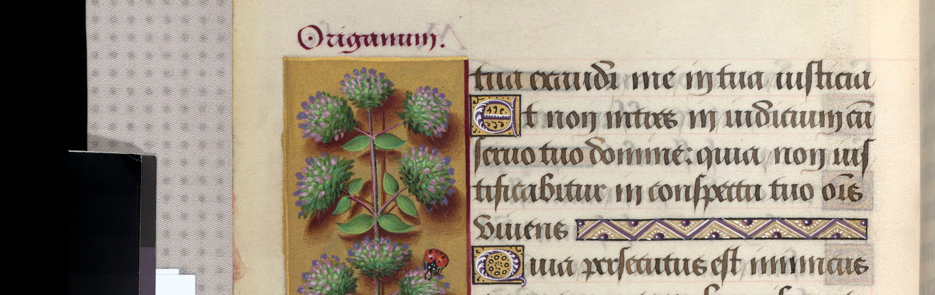 Psalms with an image of a origanum species with the Latin description „Origanum“ and a lady bug.