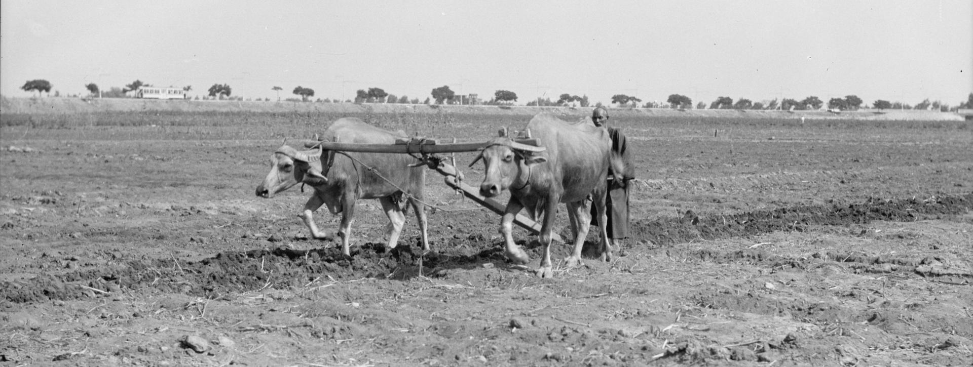 Plowing a Field with Buffalos, 1930s.