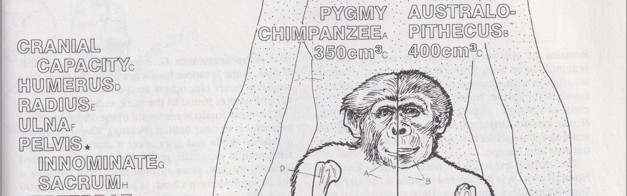 Illustration of a comparison between a bonobo and an Australopithecus.