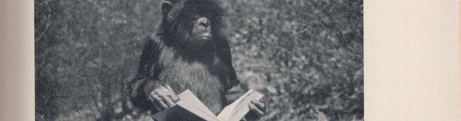 The alleged chimpanzee but actual bonobo ‘Prince Chim,’ who was bought and studied by Robert Yerkes in 1923, before the bonobo was discovered as a distinct species.